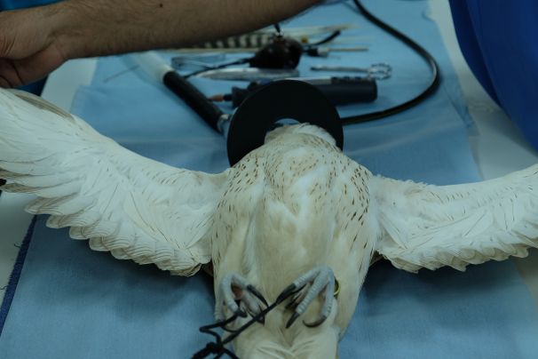 Abu Dhabi Falcon Hospital